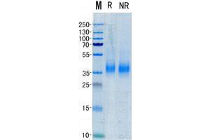 Validation with Western Blot
