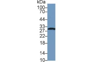 Western Blot; Sample: Human Hela cell lysate; Primary Ab: 1µg/ml Rabbit Anti-Mouse FKBP3 Antibody Second Ab: 0.