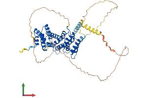 AlphaFold protein structure predicition of Mouse Recombinant Rrp1 Protein, UniprotID P56183