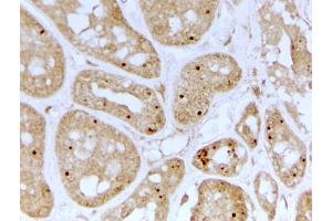 ABIN5539746 (2µg/ml) staining of paraffin embedded Human Kidney. (NOLC1 anticorps  (Internal Region))