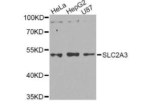 Western blot analysis of extracts of various cell lines, using SLC2A3 Antibody (ABIN5974794) at 1/1000 dilution. (SLC2A3 anticorps)