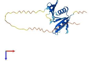 AlphaFold protein structure predicition of Human Recombinant OAZ2 Protein, UniprotID O95190