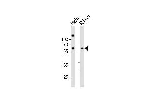 Western blot analysis of lysates from Hela cell line, rat liver tissue lysate(from left to right), using NFIA Antibody (C-term) (ABIN6242497 and ABIN6577766). (NFIA anticorps  (C-Term))