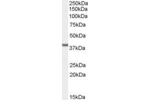 ABIN190850 (1µg/ml) staining of A431 cell line lysate (35µg protein in RIPA buffer).