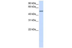 CYP3A43 antibody used at 1 ug/ml to detect target protein. (CYP3A4 anticorps  (Middle Region))