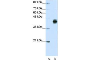 Western Blotting (WB) image for anti-Keratin 18 (KRT18) antibody (ABIN2462048) (Cytokeratin 18 anticorps)