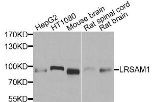 Western blot analysis of extracts of various cell lines, using LRSAM1 antibody. (LRSAM1 anticorps)