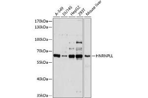 Western blot analysis of extracts of various cell lines, using HNRNPLL antibody (ABIN6131764, ABIN6141923, ABIN6141924 and ABIN6214588) at 1:1000 dilution. (HNRPLL anticorps  (AA 250-350))