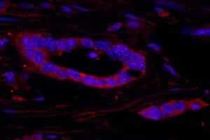 Immunofluorescence (IF) image for anti-Ribosomal Protein S6 Kinase, 90kDa, Polypeptide 3 (RPS6KA3) (AA 1-50) antibody (ABIN7449018)