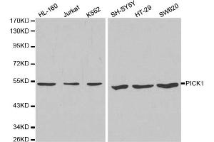 Western blot analysis of extracts of various cell lines, using PICK1 antibody (ABIN5970713) at 1/1000 dilution. (PICK1 anticorps)