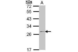 WB Image Sample (30 ug of whole cell lysate) A: 293T 12% SDS PAGE antibody diluted at 1:1000 (RPL14 anticorps)