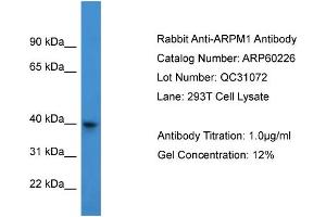 WB Suggested Anti-ARPM1  Antibody Titration: 0. (ARPM1 anticorps  (N-Term))