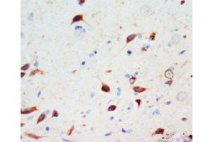 IHC-P: Secretogranin 3 antibody testing of rat brain tissue (SCG3 anticorps  (C-Term))