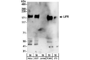 Western Blotting (WB) image for anti-Leukemia Inhibitory Factor Receptor alpha (LIFR) (AA 1047-1097) antibody (ABIN7452950)