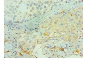 Immunohistochemistry of paraffin-embedded human testis tissue using ABIN7160382 at dilution of 1:100