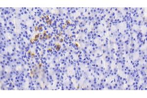 Detection of GDF5 in Human Pancreas Tissue using Polyclonal Antibody to Growth Differentiation Factor 5 (GDF5) (GDF5 anticorps  (AA 382-501))