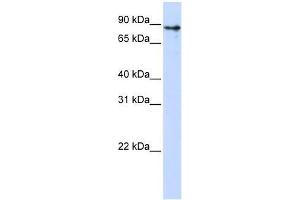 KLHL1 antibody used at 0. (KLHL1 anticorps  (Middle Region))