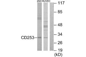 Western blot analysis of extracts from 293 cells and HUVEC cells, using CD253 antibody. (TRAIL anticorps  (Internal Region))