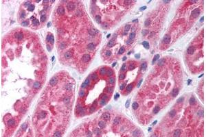 Human Kidney (formalin-fixed, paraffin-embedded) stained with Gi Alpha 1/2 antibody ABIN297100 at 10 ug/ml followed by biotinylated goat anti-rabbit IgG secondary antibody ABIN481713, alkaline phosphatase-streptavidin and chromogen. (Gi alpha 1/2 (AA 345-354) anticorps)