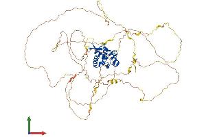 AlphaFold protein structure predicition of Human Recombinant FOXN1 Protein, UniprotID O15353