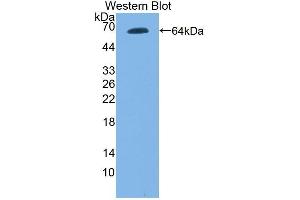 Detection of Recombinant TLR9, Mouse using Polyclonal Antibody to Toll Like Receptor 9 (TLR9) (TLR9 anticorps  (AA 26-332))