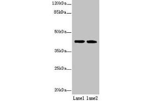 Western blot All lanes: SDF4 antibody at 6 μg/mL Lane 1: U87 whole cell lysate Lane 2: Jurkat whole cell lysate Secondary Goat polyclonal to rabbit IgG at 1/10000 dilution Predicted band size: 42, 31, 28, 24, 16, 40 kDa Observed band size: 42 kDa (SDF4 anticorps  (AA 37-362))
