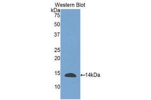 Western Blotting (WB) image for anti-Inhibin, beta E (INHBE) (AA 237-350) antibody (ABIN1859456) (INHBE anticorps  (AA 237-350))