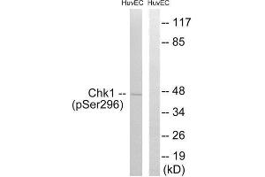 Western Blotting (WB) image for anti-Checkpoint Kinase 1 (CHEK1) (pSer296) antibody (ABIN1847311) (CHEK1 anticorps  (pSer296))