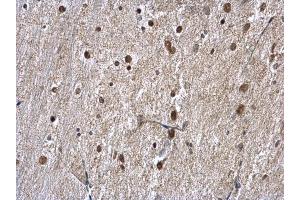 IHC-P Image hnRNP A1 antibody detects hnRNP A1 protein at nucleus on mouse fore brain by immunohistochemical analysis. (HNRNPA1 anticorps)
