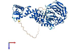 AlphaFold protein structure predicition of Human Recombinant KLHL20 Protein, UniprotID Q9Y2M5