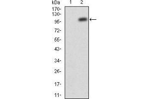 Western blot analysis using JAK2 mAb against HEK293 (1) and JAK2(AA: 545-1124)-hIgGFc transfected HEK293 (2) cell lysate.