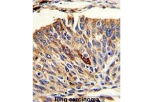 Immunohistochemistry (IHC) image for anti-Vesicle Transport through Interaction with t-SNAREs 1A (VTI1A) antibody (ABIN3003825) (VTI1A anticorps)