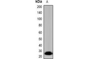 Western blot analysis of Tryptase delta expression in HepG2 (A) whole cell lysates. (TPSD1 anticorps)