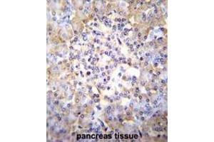 TSNARE1 Antibody (C-term) immunohistochemistry analysis in formalin fixed and paraffin embedded human pancreas tissue followed by peroxidase conjugation of the secondary antibody and DAB staining. (TSNARE1 anticorps  (C-Term))