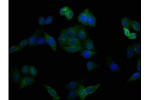 Immunofluorescence staining of Hela cells with ABIN7147160 at 1:100, counter-stained with DAPI.