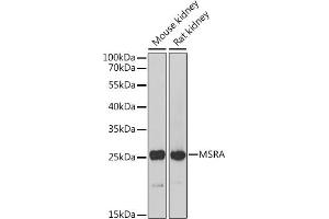 Western blot analysis of extracts of various cell lines, using MSRA Antibody (ABIN6128248, ABIN6144085, ABIN6144087 and ABIN6216102) at 1:1000 dilution. (MSRA anticorps  (AA 24-235))