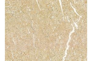 Reticulon 1 Mouse Monoclonal Antibody at 1/100 staining rat heart tissue by IHC-P. (Reticulon 1 anticorps)