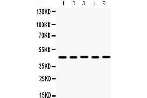 Western Blotting (WB) image for anti-Bone Morphogenetic Protein 4 (BMP4) (AA 293-324), (C-Term) antibody (ABIN3043490)