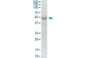 DOK1 MaxPab polyclonal antibody.
