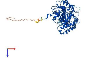AlphaFold protein structure predicition of Human Recombinant KYAT3 Protein, UniprotID Q6YP21