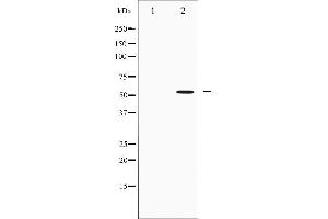 Western blot analysis of IRF3 expression in K562 whole cell lysates,The lane on the left is treated with the antigen-specific peptide. (IRF3 anticorps  (C-Term))