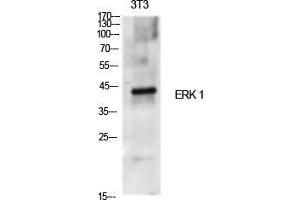 Western Blot (WB) analysis of specific cells using ERK 1 Polyclonal Antibody. (ERK1 anticorps  (Internal Region))