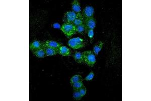 IF analysis of HYI using anti-HYI antibody (ABIN7601796). (HYI anticorps  (AA 46-277))