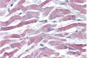 ABIN185314 (5µg/ml) staining of paraffin embedded Human Heart.
