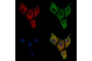 ABIN7094261 and ABIN7098308 staining HepG2 cells by IF/ICC. (GM2A anticorps  (Internal Region))