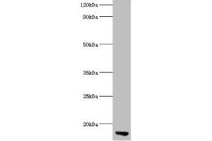 Western blot All lanes: APOC3 antibody at 2 μg/mL + Rat liver tissue Secondary Goat polyclonal to rabbit lgG at 1/15000 dilution Predicted band size: 11 kDa Observed band size: 11 kDa (APOC3 anticorps  (AA 21-99))