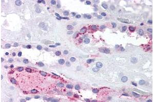 Anti-LPAR4 / GPR23 antibody  ABIN1049016 IHC staining of human kidney. (LPAR4 anticorps  (C-Term))