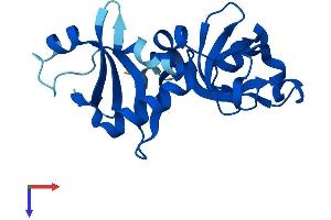 AlphaFold protein structure predicition of Mouse Recombinant Nip7 Protein, UniprotID Q9CXK8