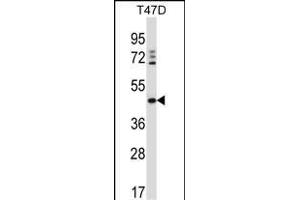 DEGS1 Antibody (N-term) (ABIN657334 and ABIN2846402) western blot analysis in T47D cell line lysates (35 μg/lane). (DEGS1 anticorps  (N-Term))