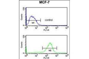 Flow cytometry analysis of MCF-7 cells (bottom histogram) compared to a negative control cell (top histogram). (NIP7 anticorps  (C-Term))